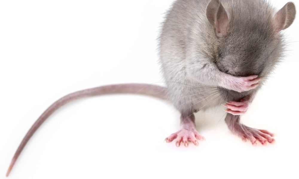 Szczury w domu, czy są niebezpieczne dla zdrowia?